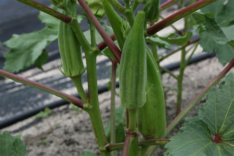 Okra Lifespans: A Deep Dive into This Versatile Agricultural Gem!